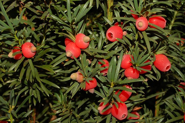 Bild: Eltern aufgepasst: Kinder k&ouml;nnten beim Waldspaziergang die optisch attraktiven Beeren verzehren � dies w&auml;re selbst bei geringsten Mengen t&ouml;dlich