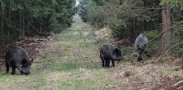 Bild: Wildschweine ohne Nachwuchs sind erfahrungsgem&auml;&szlig; wenig aggressiv � trotzdem sollten Waldbesucher (mit Hund) nicht auf die Tiere zugehen