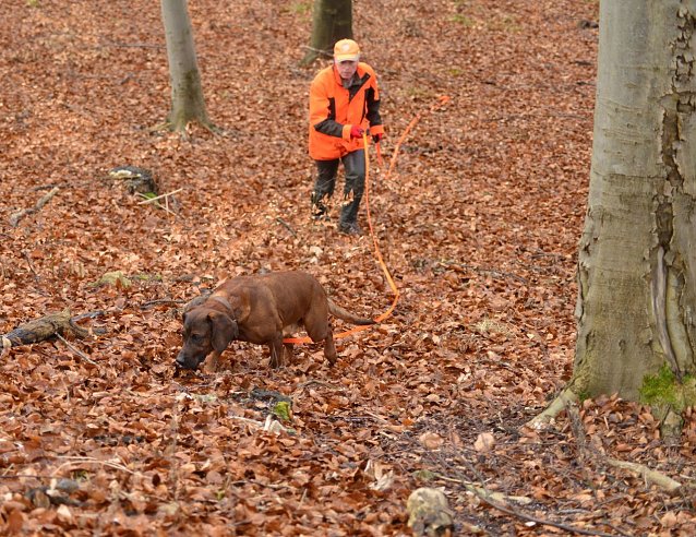 Bild: Ein steter Jagdbegleiter: der Hund