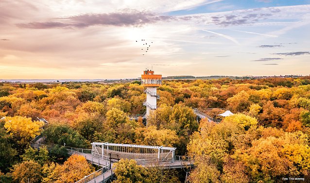 Bild: Die herbstliche Farbenpracht des Nationalparks Hainich l&auml;sst sich vom Baumkronenpfad aus am besten bestaunen. 