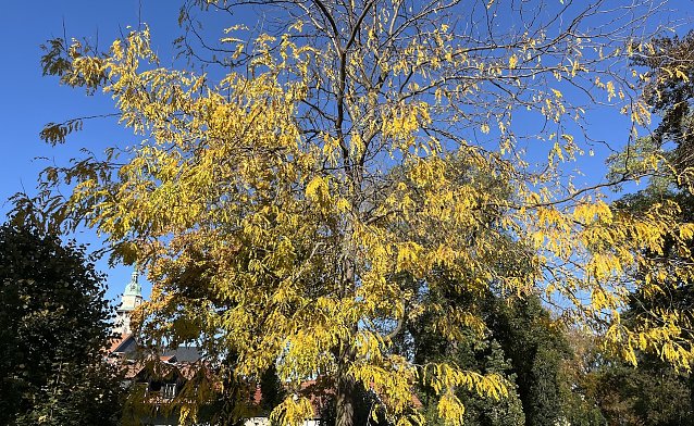 Bild: Der goldene Oktober setzt sich fort