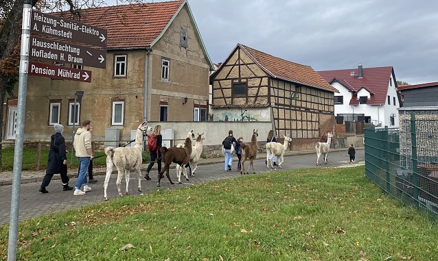 Bild: Lamakarawane am Erlebnis-Wandertag in Herbsleben