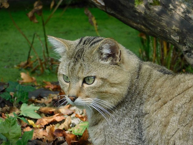 Bild: Wildkater Emil