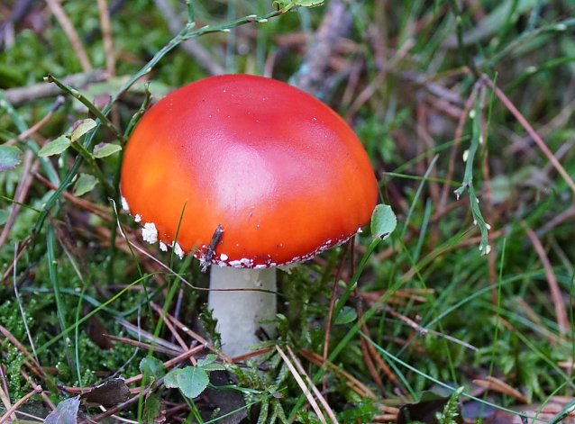 Bild: Ob sich dieser Pilz mit im K&ouml;rbchen befand ist von der Autobahnpolizei nicht berichtet worden