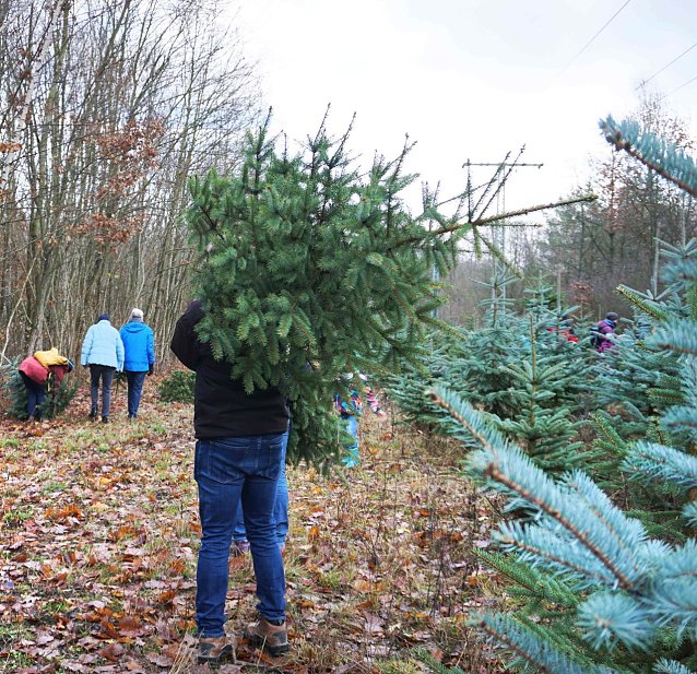 Bild: Den Weihnachtsbaum frisch aus dem Wald � f&uuml;r viele geh&ouml;rt das zu einem echten Weihnachten dazu. Viele Forst&auml;mter sind vorbereitet