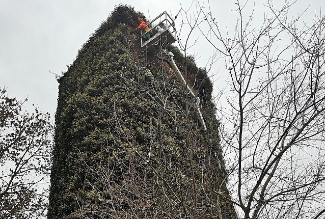 Bild: In luftiger H&ouml;he r&uuml;ckten Gartenbauamt und Feuerwehr dem Efeu am Wehrturm zu Leibe 