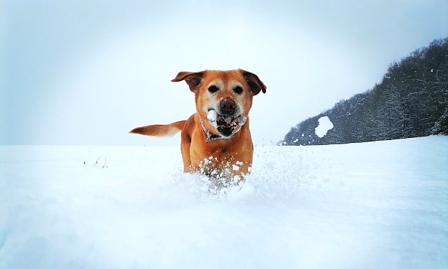 Bild: Labradorh&uuml;ndin Erna spielt im Schnee am Waldrand Bleicherode