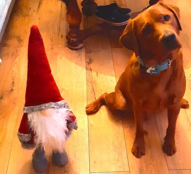 Bild: Labrador Heinrich aus Sondershausen