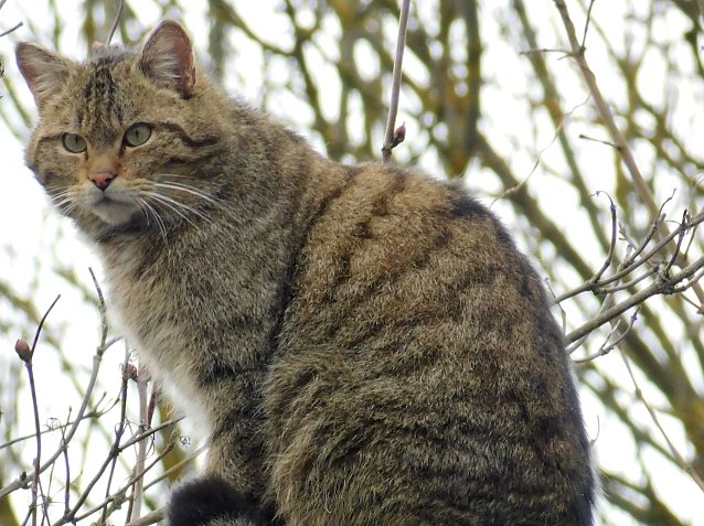 Bild: Wildkater Waro
