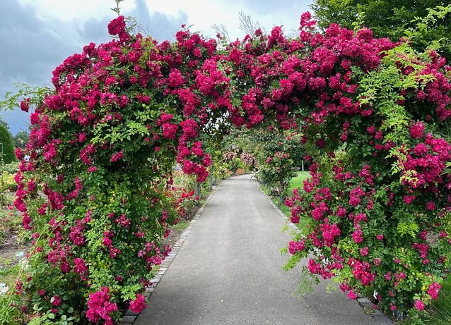 Bild: Wundervoller Rosenbogen im Rosengarten der Rosenstadt Bad Langensalza
