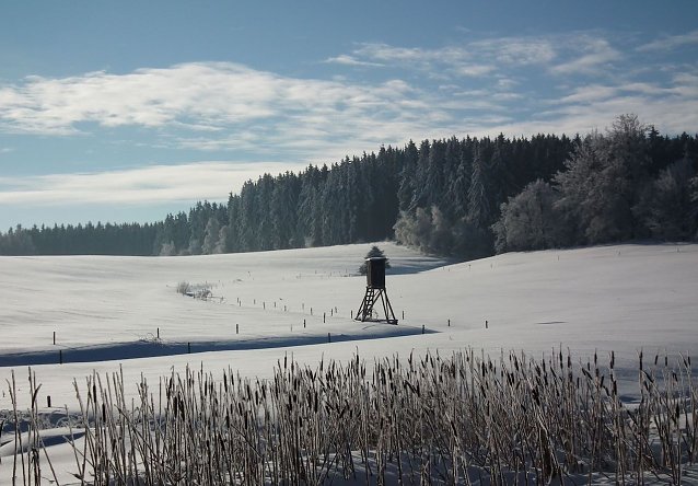 Bild: Die Jagd sorgt f&uuml;r angepasste Wildbest&auml;nde � Voraussetzung f&uuml;r einen erfolgreichen Waldumbau und die Wiederbewaldung
