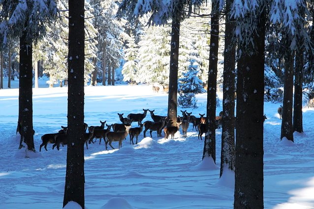 Bild:  Mit Wildruhezonen und Winterf&uuml;tterungen, wie hier im Forstamt Frauenwald, sollen Wildtiere im winterlichen Wald vor St&ouml;rungen durch Freizeitnutzer gesch&uuml;tzt werden