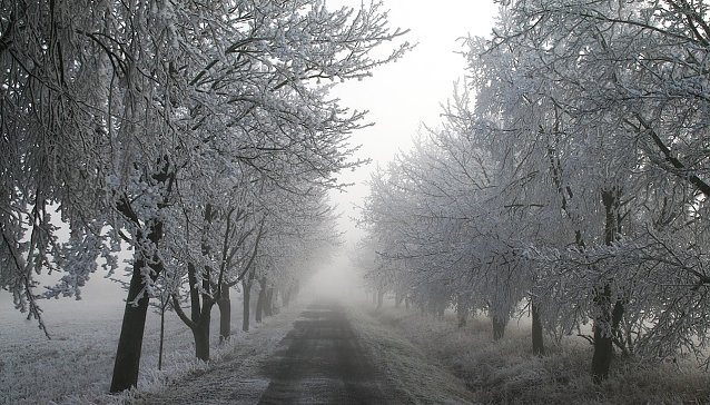 Bild: Winter in der Goldenen Aue