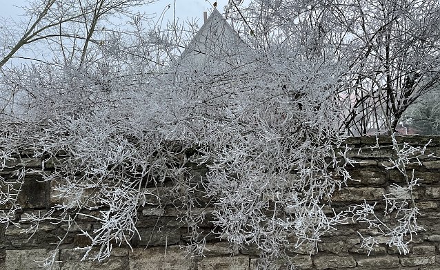 Bild: Eine Frostnacht gilt es noch zu &uuml;berstehen