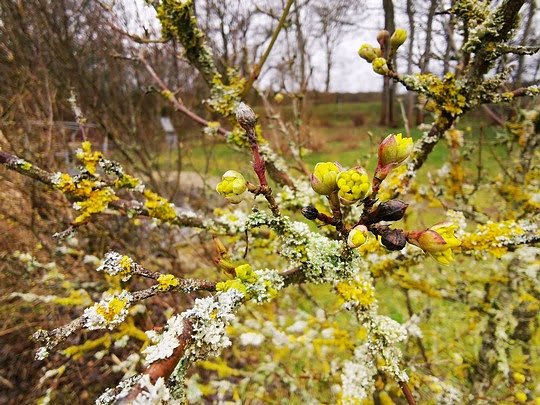 Bild: n einem Naturgarten bieten heimische Geh&ouml;lze wie die Kornelkirsche ganz fr&uuml;h im Jahr Bl&uuml;tennahrung f&uuml;r Insekten