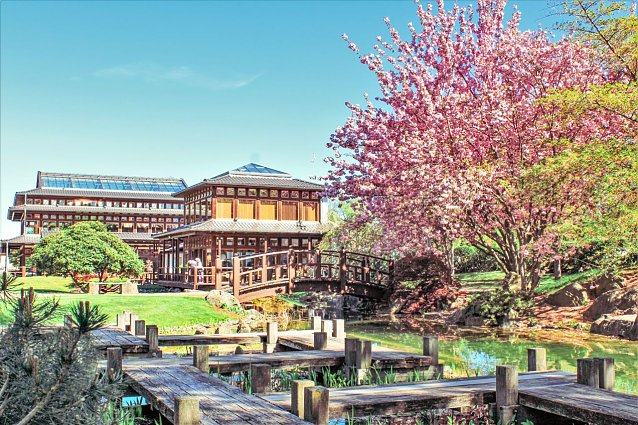 Bild: Kirschbl&uuml;te im japanischen Garten