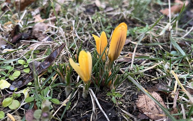 Bild: Beginnt mit dem M&auml;rz der Fr&uuml;hling? Erste Boten im Kurpark Bad Langensalza  