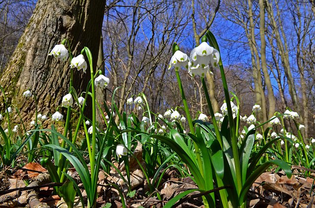 Bild: Die M&auml;rzenbecher stehen im Nationalpark Hainich in voller Bl&uuml;te. Dar&uuml;ber und &uuml;ber alle anderen Fr&uuml;hbl&uuml;her informiert der neue Bl&uuml;hkompass auf der Website des Nationalparks.