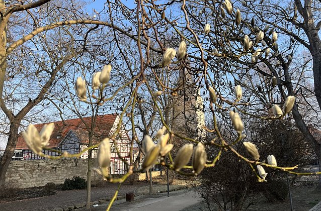Bild: Die Magnolien im Bad Langensalzaer Kurpark lassen sich in ihrer Bl&uuml;te nicht mehr aufhalten 