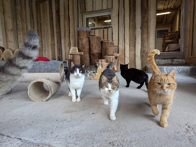 Bild: Rund 40 Katzen warten im Tierheim in S&ouml;mmerda auf ein neues Zuhause.