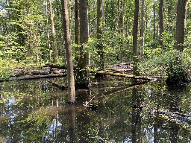 Bild: Wilde, unber&uuml;hrte Natur im Nationalpark Hainich