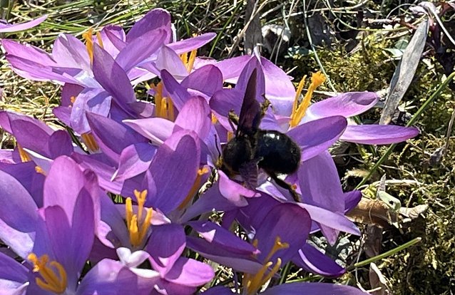 Bild: Erdbienen nutzen sofort die ersten warmen Sonnentage