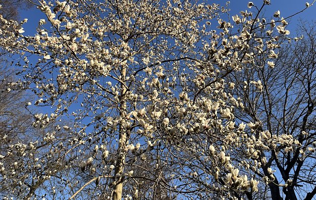 Bild: Magnolienbl&uuml;te im Kurpark Bad Langensalza
