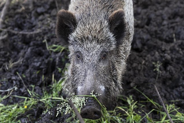Bild: Wildschwein