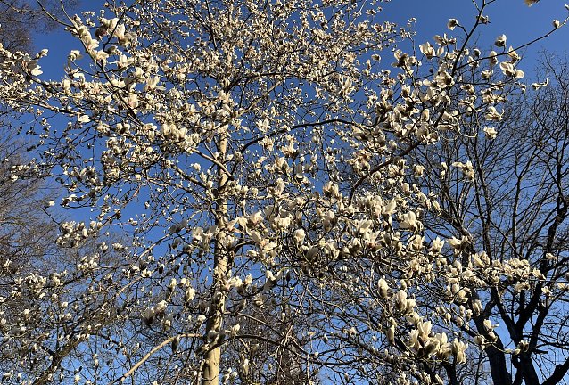 Bild: Baumbl&uuml;te beginnt: Endlich Fr&uuml;hling!