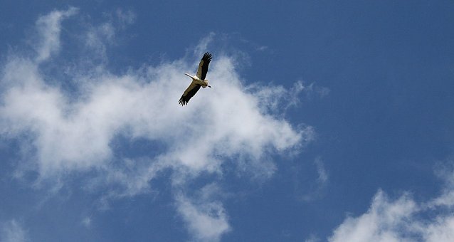 Bild: Unser Wetterbild kommt heute von Ulrich Reinboth, der am Stausee Kelbra Meister Adebar gesichtet hat
