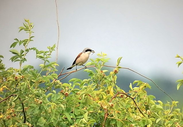 Bild: Ein Neunt&ouml;ter im Nationalpark Hainich