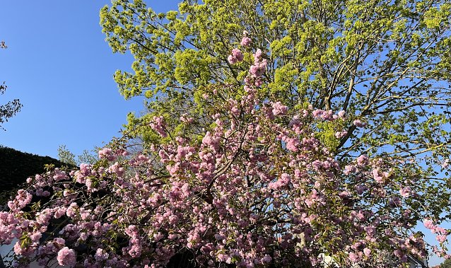 Bild: Massiver Regen st&ouml;rt in den n&auml;chsten tagen das Fr&uuml;hlingsbild