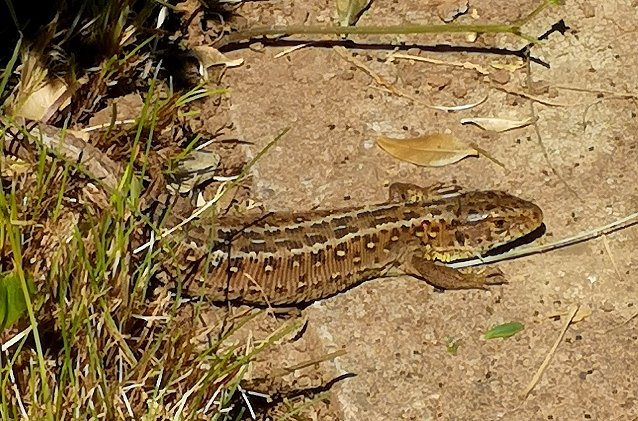 Bild: Fr&uuml;hlingserwachen im Garten mit Zauneidechse