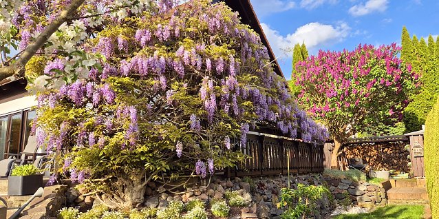 Bild: Momentaufnahme: Blauregen im Fr&uuml;hling