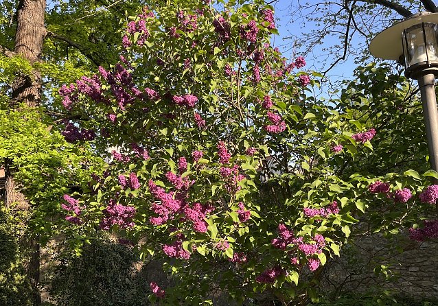 Bild: Flieder im Park