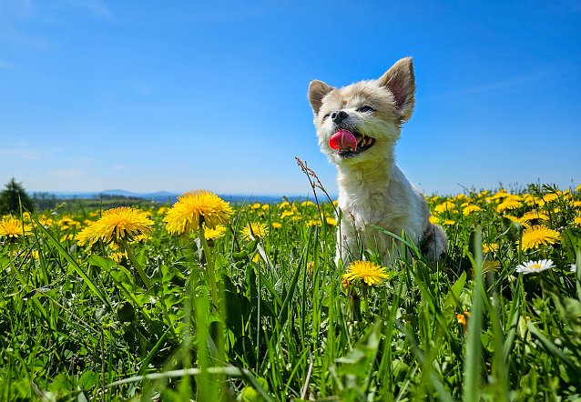 Bild: Hund Spike on Tour