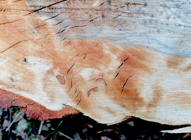 Bild: Baumscheibe mit Gesicht