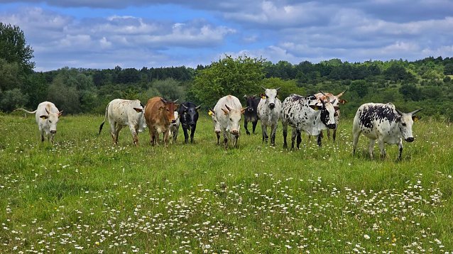 Bild: Zwerg Zebus im Nationalpark