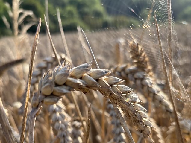 Bild: Das Sommerwetter dauert an
