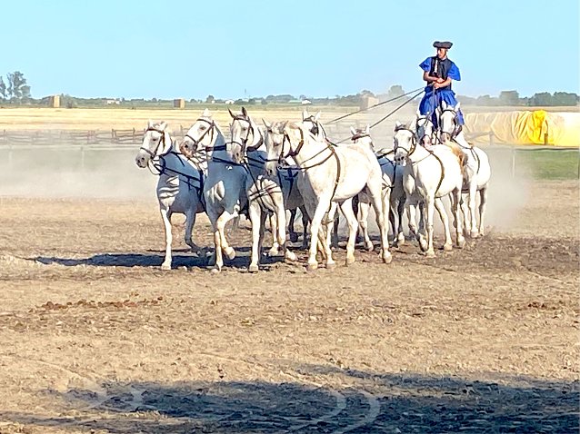 Bild: Traditionelle Pferdeshow in der Puszta