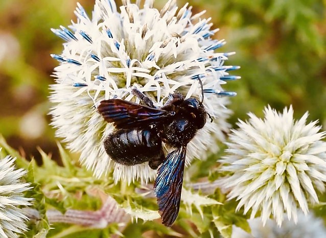 Bild: Holzbiene an Einerv Bl&uuml;te