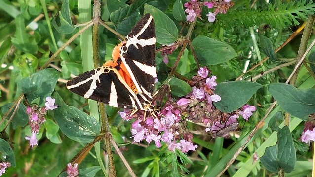 Bild: Schmetterling des Jahres 2025 