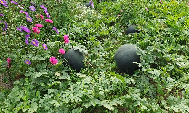 Bild: Wassermelonen im Spreewald
