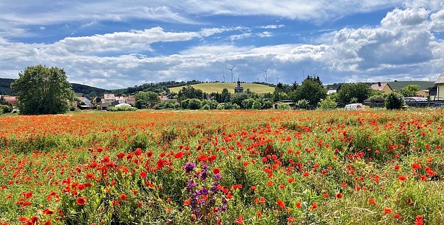 Bild: Wiese in Uthleben
