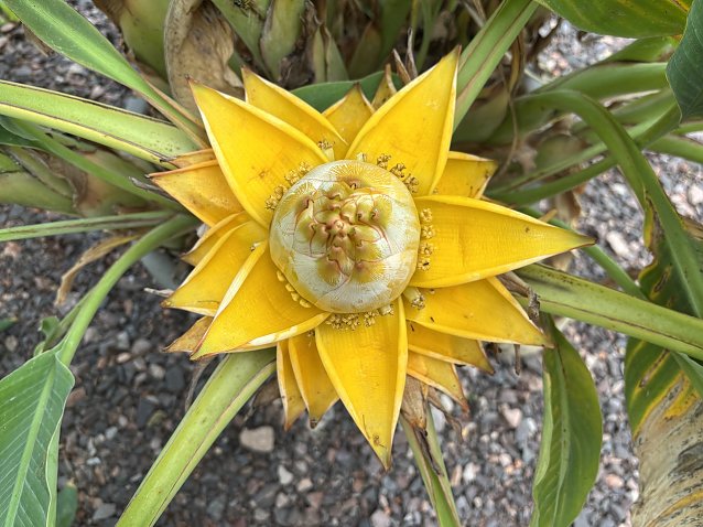Bild: Bl&uuml;tenpracht im Botanischen Garten