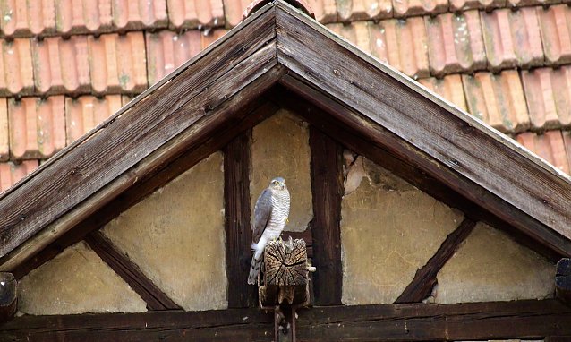 Bild: Habicht bei der Jagd