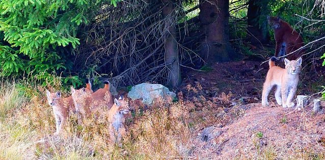 Bild: Luchsfamilie im Harz