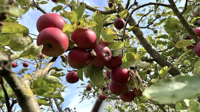 Bild: &Auml;pfel im Schrebergarten