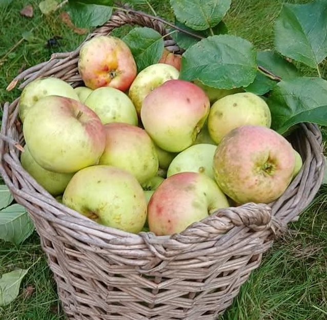 Bild: "Sch&ouml;ner" (Apfel) aus Nordhausen