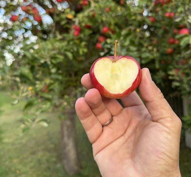 Bild: Apfel mit Herz